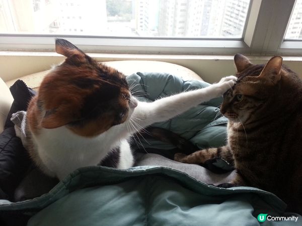 花貓：你隻肥貓，想打我，無咁易，我一手就打瓜你。