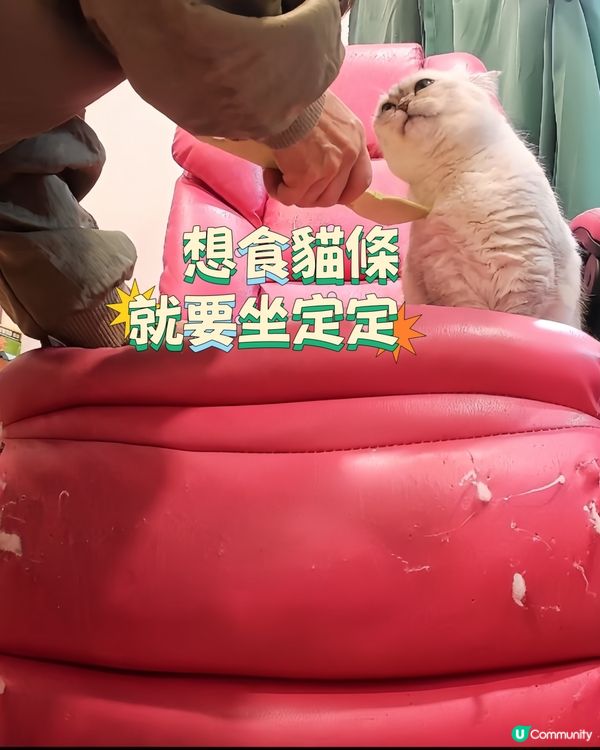 想食貓條就要坐定定🤤