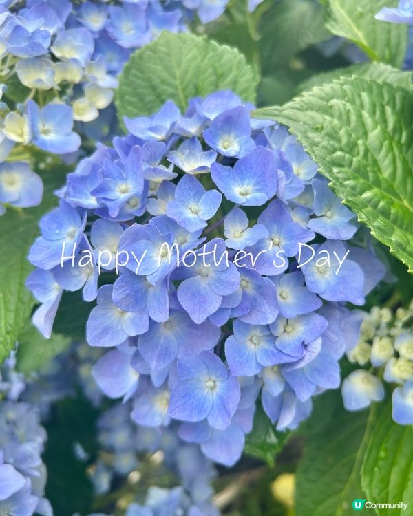 預祝母親節快樂🎁