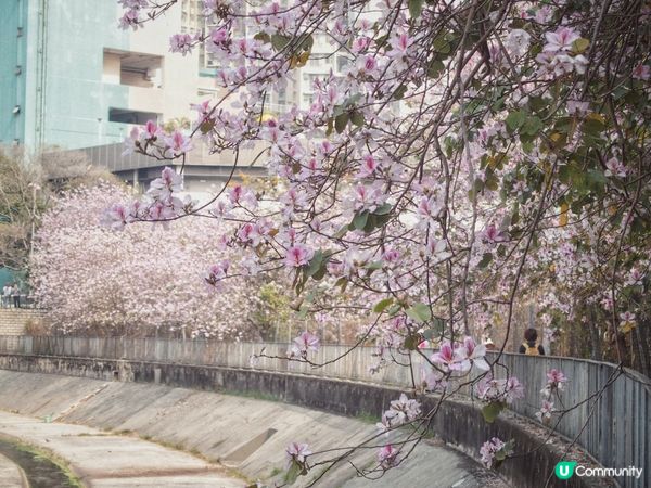 唔使返鄉下🇯🇵都睇到 港版櫻花🌸