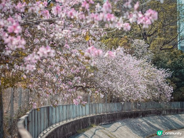 唔使返鄉下🇯🇵都睇到 港版櫻花🌸