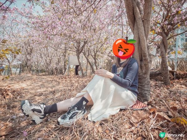 唔使返鄉下🇯🇵都睇到 港版櫻花🌸