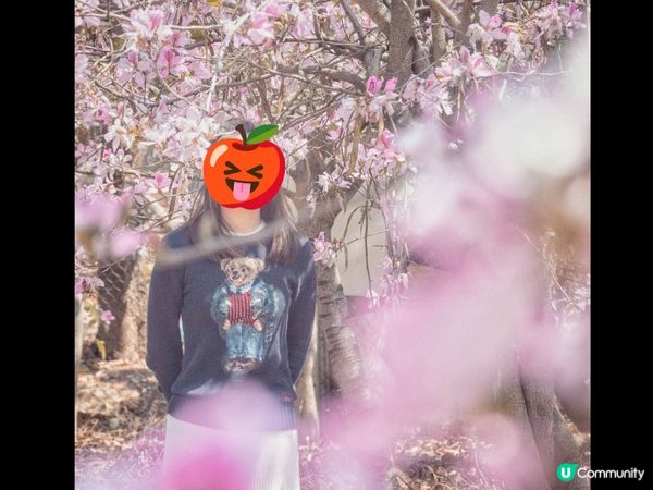 唔使返鄉下🇯🇵都睇到 港版櫻花🌸