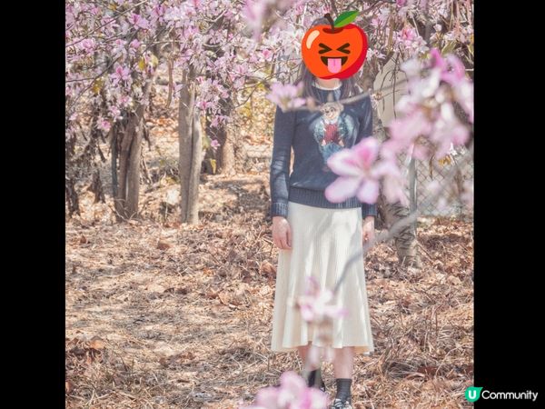 唔使返鄉下🇯🇵都睇到 港版櫻花🌸