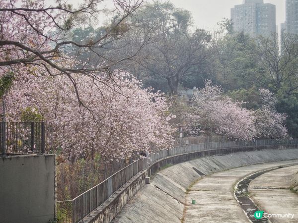 唔使返鄉下🇯🇵都睇到 港版櫻花🌸