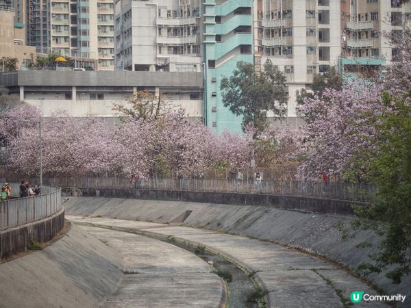 唔使返鄉下🇯🇵都睇到 港版櫻花🌸