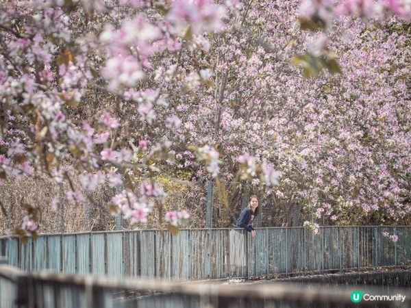 唔使返鄉下🇯🇵都睇到 港版櫻花🌸