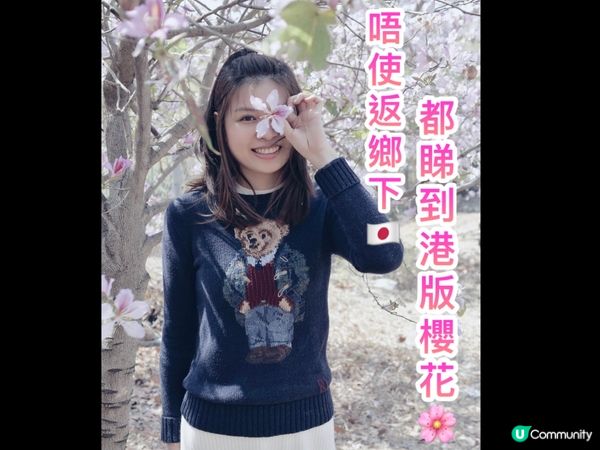 唔使返鄉下🇯🇵都睇到 港版櫻花🌸