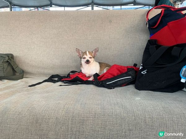 我媽帶我去同狗友船P~成班狗友都係小朋友，咪搞我呢個老人家啦...