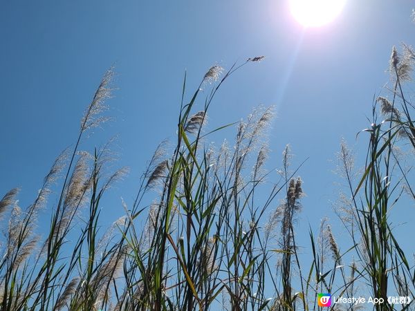 虎地坳芒草半日遊