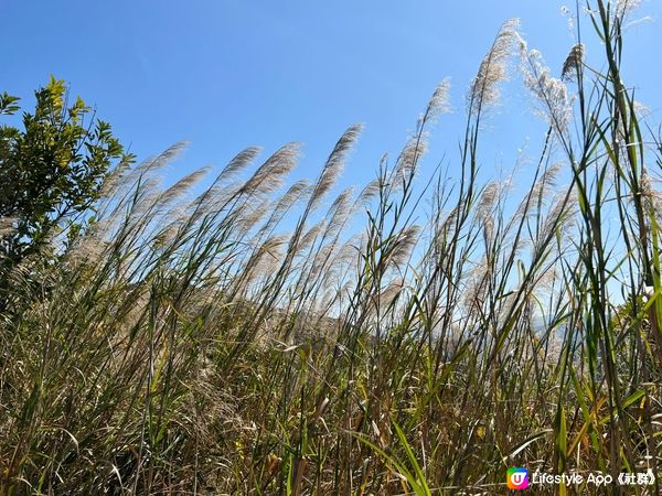 虎地坳芒草半日遊