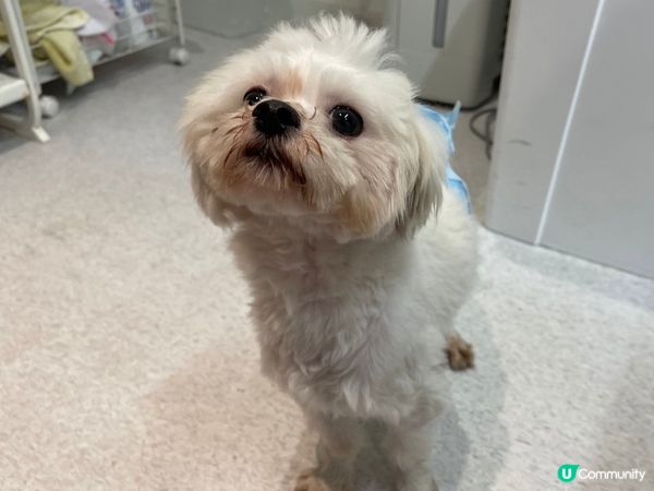 #狗狗必殺技抬頭扮淑女😍