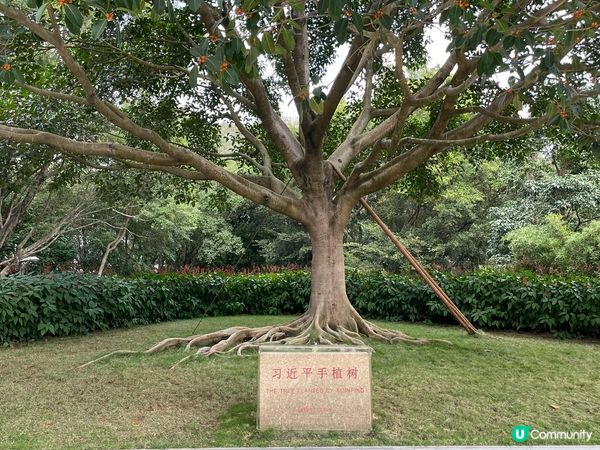 明明係去影紅葉