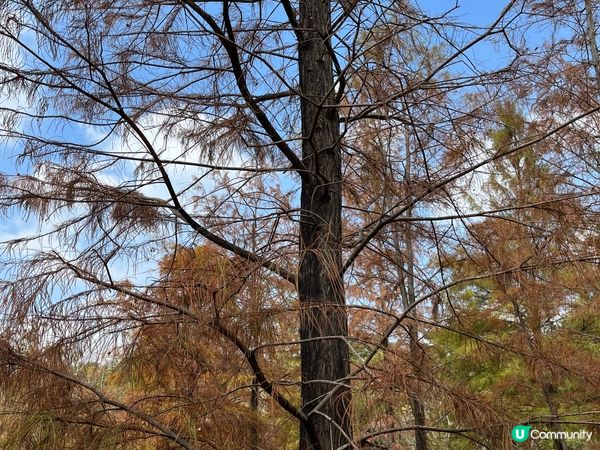 明明係去影紅葉