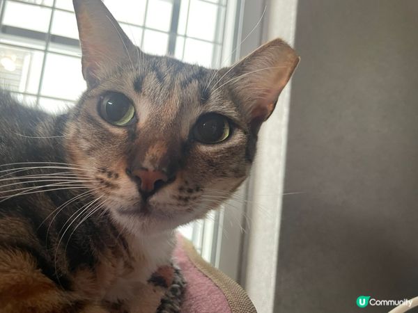 貓咪朱奶和麻薯
