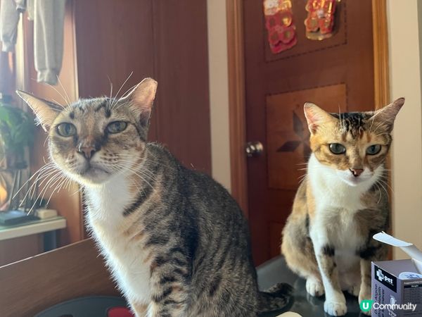 貓咪朱奶和麻薯
