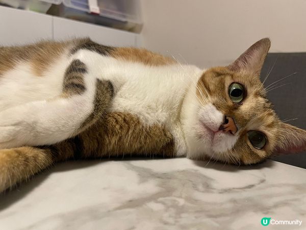 貓咪朱奶和麻薯
