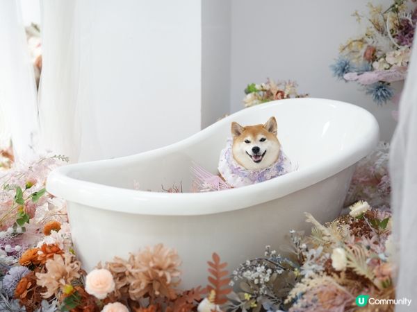 / 帶毛孩去Re:Place Studio影靚相 \