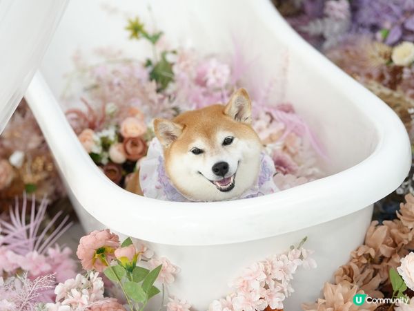 / 帶毛孩去Re:Place Studio影靚相 \