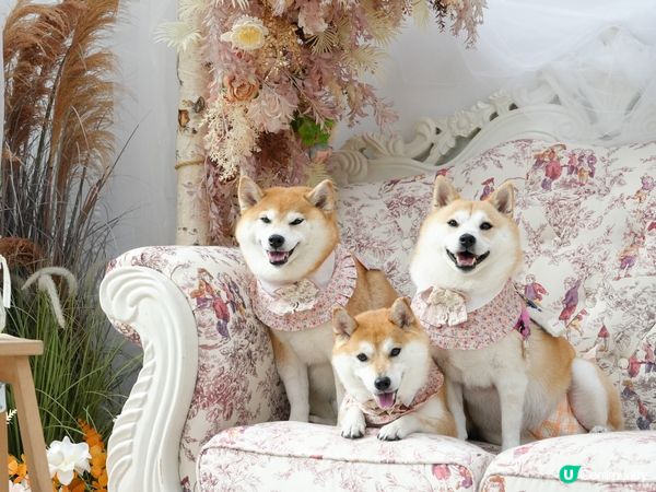 / 帶毛孩去Re:Place Studio影靚相 \