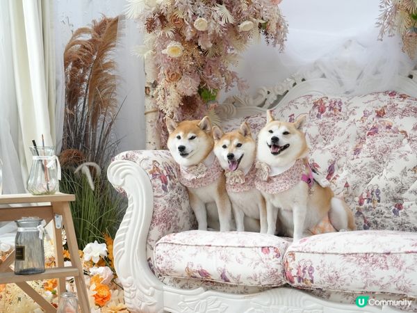 / 帶毛孩去Re:Place Studio影靚相 \