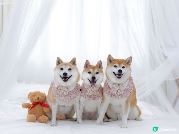 / 帶毛孩去Re:Place Studio影靚相 \