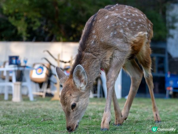 南澳膠囊列車之旅！🌅 深圳玩樂攻略！😎 