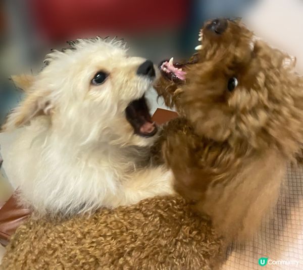 目中無人咁玩🥹