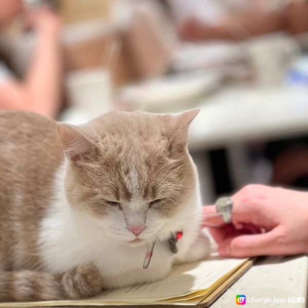 🐱愛貓人士流連忘返嘅天堂