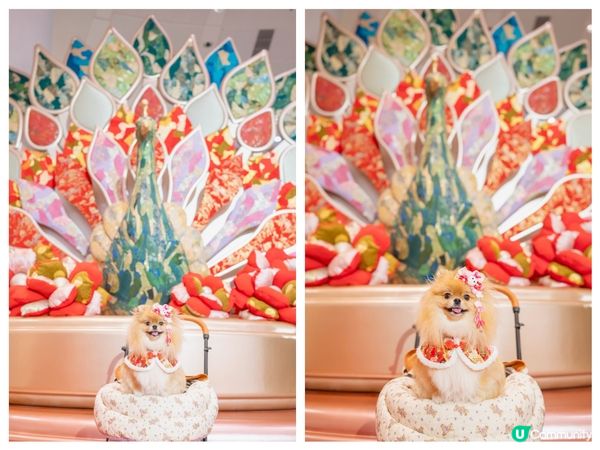 🎉大年初一 米蘇蘇祝大家蛇年行大運🐍🧧