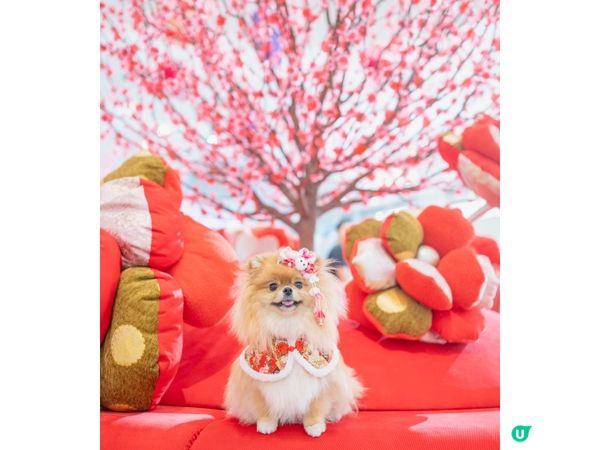 🎉大年初一 米蘇蘇祝大家蛇年行大運🐍🧧