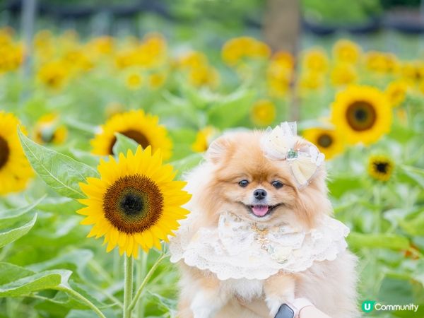 米蘇蘇笑到你心都融化🥰！ 