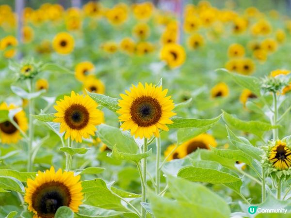 米蘇蘇笑到你心都融化🥰！ 