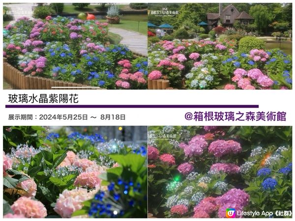 《打卡一流》閃閃令令的紫陽花 25/5-18/8