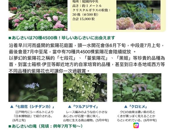 《打卡一流》閃閃令令的紫陽花 25/5-18/8