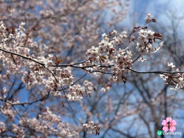 北海道櫻花情報