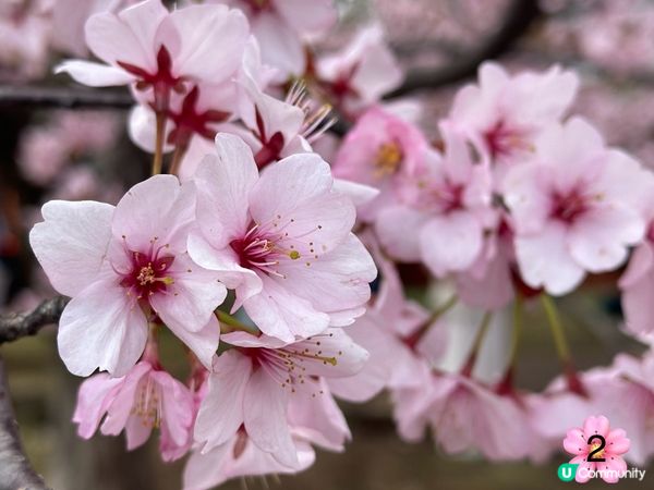 北海道櫻花情報