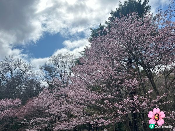 北海道櫻花情報