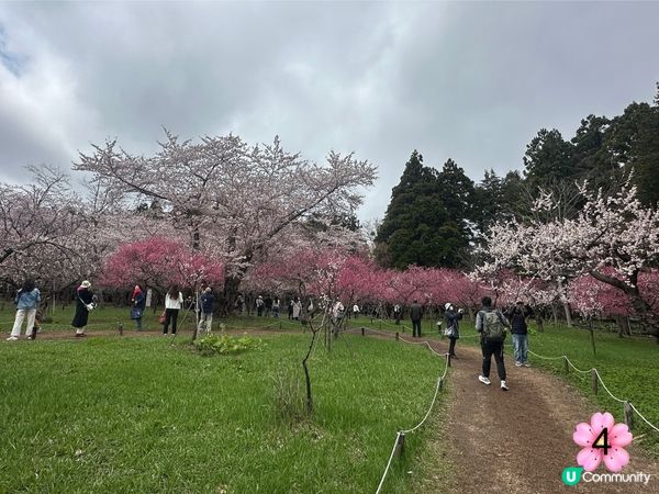 北海道櫻花情報