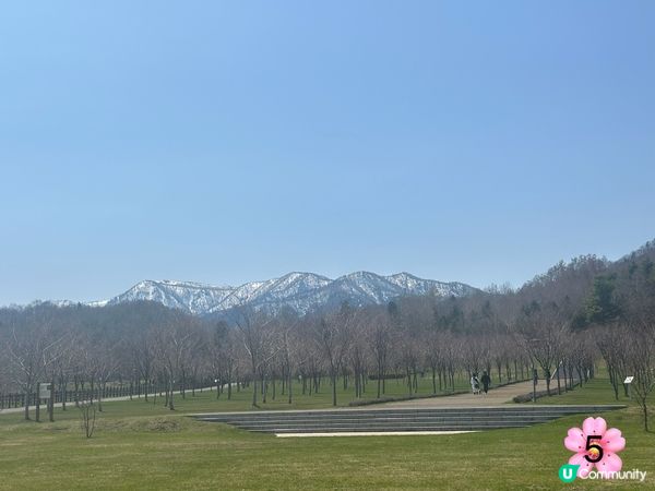 北海道櫻花情報