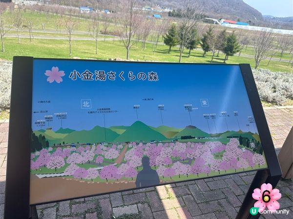 北海道櫻花情報