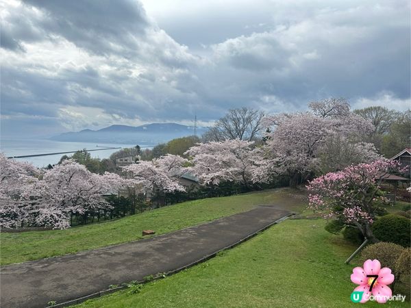 北海道櫻花情報