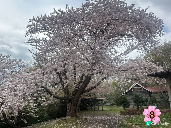 北海道櫻花情報