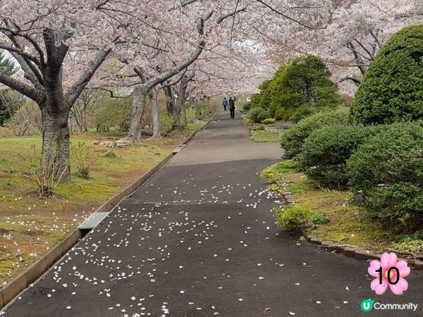 北海道櫻花情報