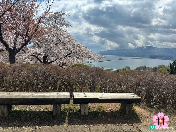 北海道櫻花情報