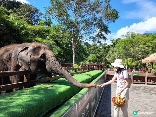 西雙版納野象谷🐘！雨林漫步超治癒🌳！