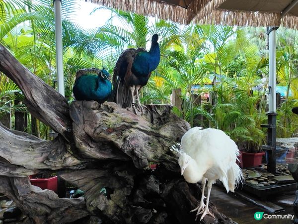 西雙版納野象谷🐘！雨林漫步超治癒🌳！