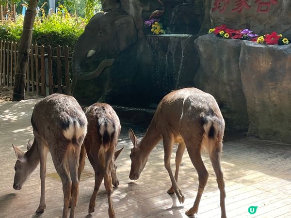 西雙版納野象谷🐘！雨林漫步超治癒🌳！