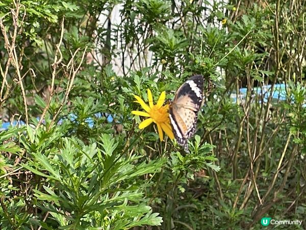 西雙版納野象谷🐘！雨林漫步超治癒🌳！