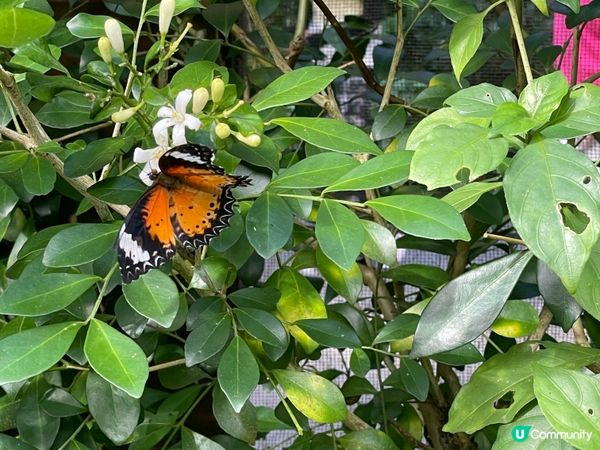 西雙版納野象谷🐘！雨林漫步超治癒🌳！